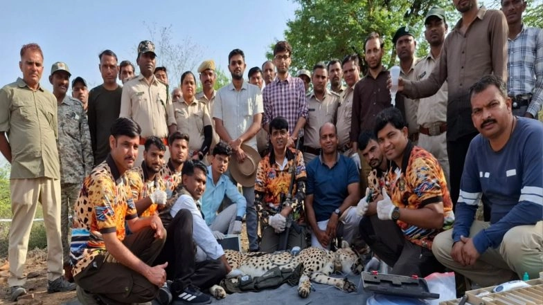 India News | Homeward Bound: Stray Male Cheetah Rescued from Rajasthan, Returned to Kuno