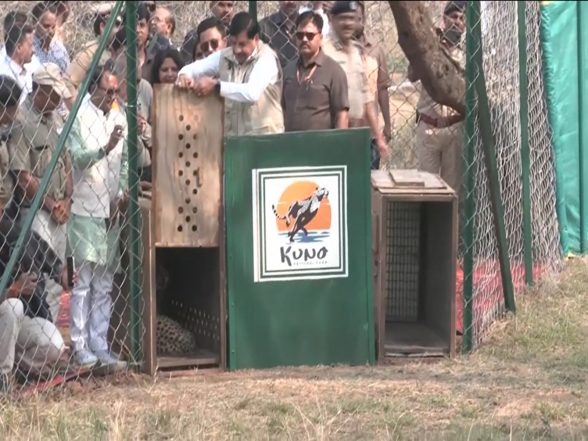India News | MP CM Mohan Yadav Releases Two Female Cheetahs into Wild at Kuno National Park