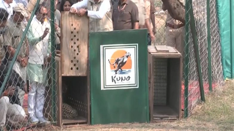 India News | MP CM Mohan Yadav Releases Two Female Cheetahs into Wild at Kuno National Park