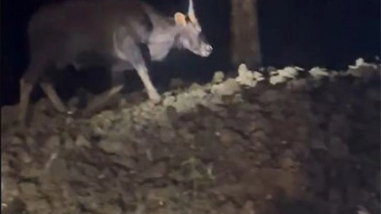 India News | Keralam: Wild Buffalo That Spread Panic in Kannur Captured After Tranquiliser Operation