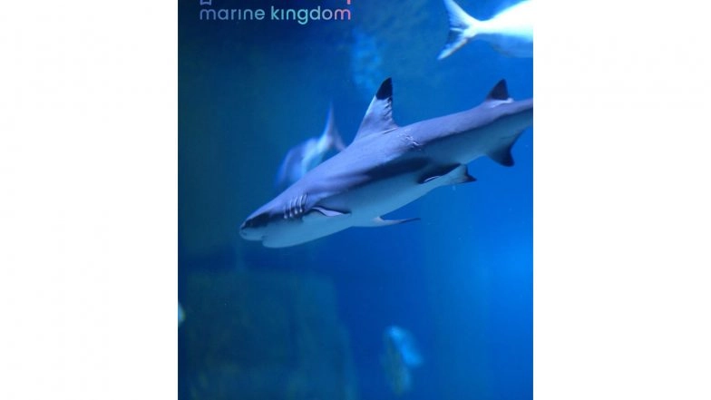 Business News | VGP Marine Kingdom Records Rare Bamboo Shark Breeding in India