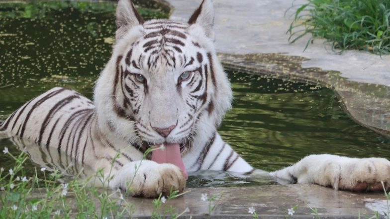 World News | 14 Countries Confirm Participation for International Big Cat Alliance Summit 2026 in India: Sources