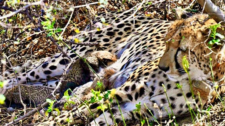 India News | MP: Four One-month-old Cheetah Cubs Found Dead at Kuno National Park