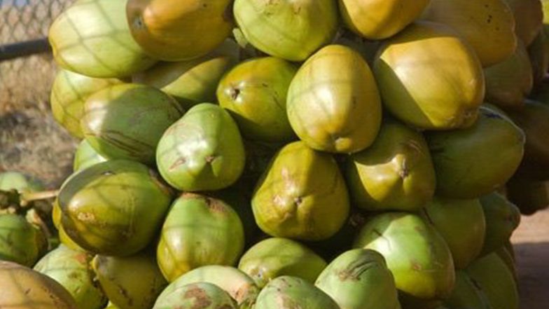India News | Gujarat Sees 20 Per Cent Growth in Tender Coconut Production; Annual Output Reaches Rs 26 Crore