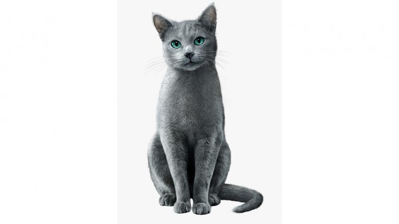 Business News | SHEBA®'s 'Ignored to Adored' Campaign Captures What Every Cat Parent Already Knows