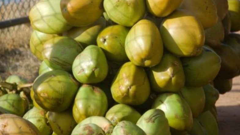 India News | Gujarat Records 20 Pc Rise in Tender Coconut Production in Two Years; Annual Output Reaches 26 Crore