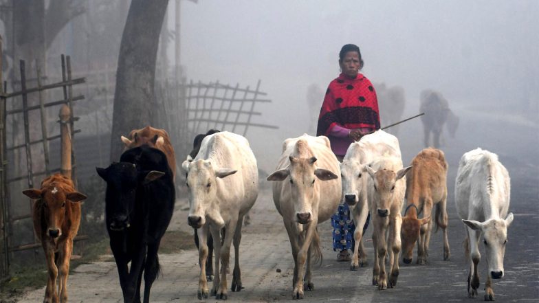 India News | West Bengal Government Announces Enforcement of Cow Slaughter Rules