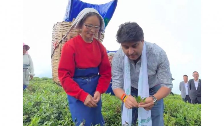 India News | Union Minister Jyotiraditya Scindia Plucks Tea Leaves, Interacts with Workers at Sikkim's Temi Tea Garden