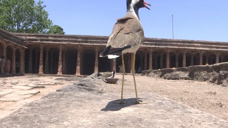 India News | Ancient Architecture Meets Nature as Rare Red-wattled Lapwing Spotted Hatching at Bhojshala Complex