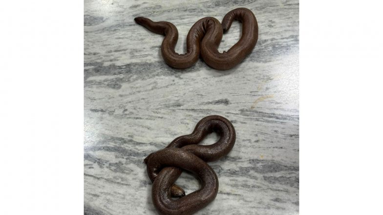 India News | Telangana: DRI Hyderabad Arrests Man for Illegal Trading of Red Sand Boa Snakes in Warangal
