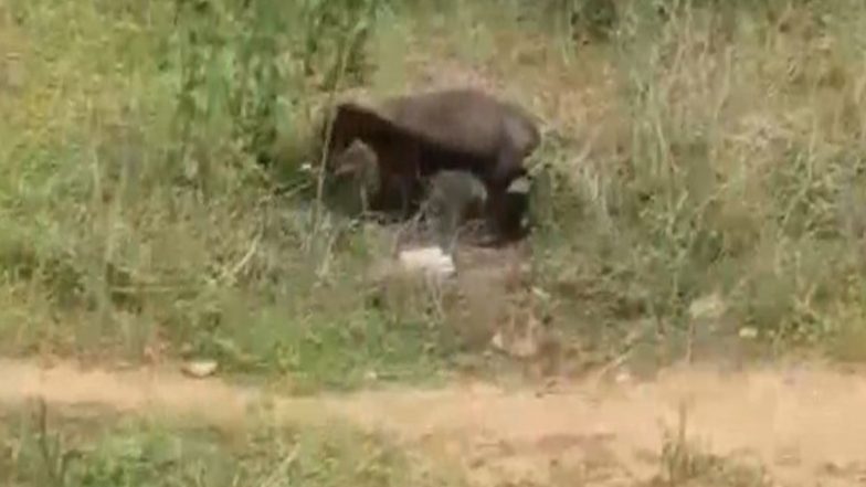 India News | Honey Badger Terrorises Village in Odisha's Mayurbhanj, Injures 5 in Repeated Attacks