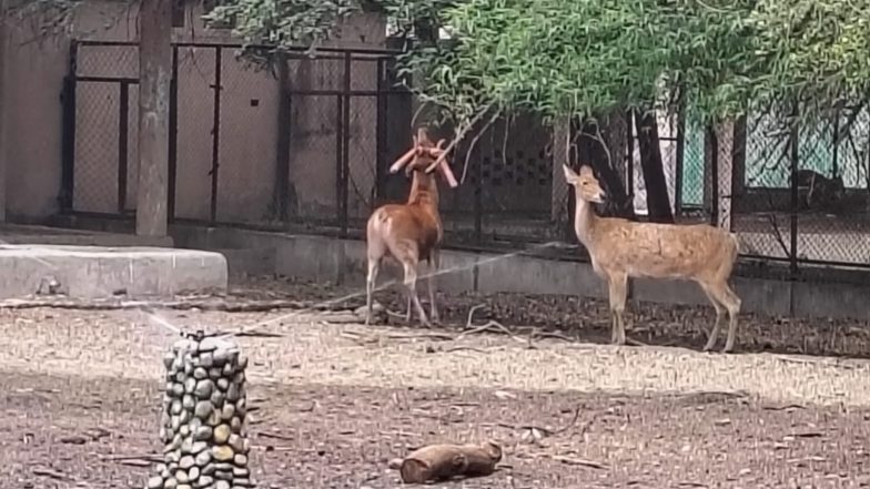 Entertainment News | Beat the Heat: Lucknow Zoo Rolls out Coolers, Sprinklers, and Fruit Diets as Temperatures Soar
