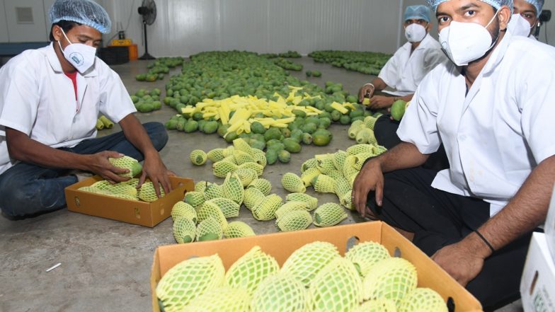 India News | Mango Cargo: How a Cult-favorite Fruit from Gujarat Conquered London Heathrow