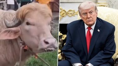 Viral 'Donald Trump' Albino Buffalo Spared From Eid al-Adha Sacrifice in Bangladesh, Animal Moved to National Zoo