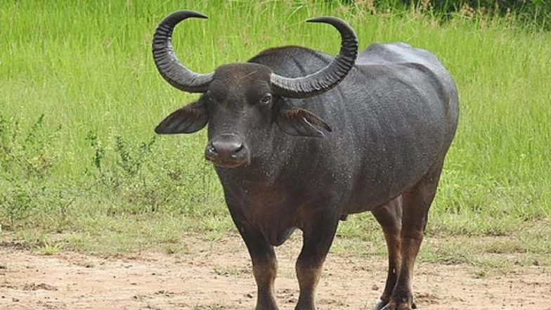 Buffalo Attack in Kerala: Elderly Man Dies After Being Attacked by Buffalo in Kochi