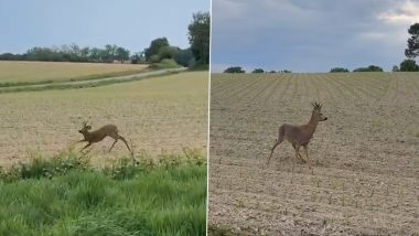 &lsquo;Drunk&rsquo; Deer in France: French Police Use Video of Drunk Deer To Warn Drivers in Rural Areas
