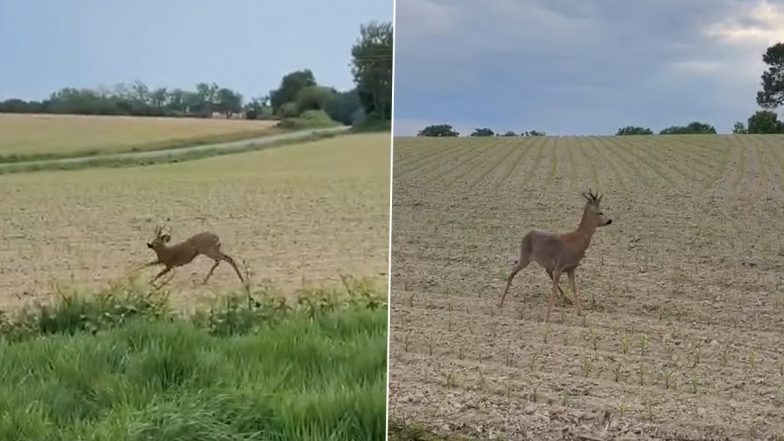 &lsquo;Drunk&rsquo; Deer in France: French Police Use Video of Drunk Deer To Warn Drivers in Rural Areas