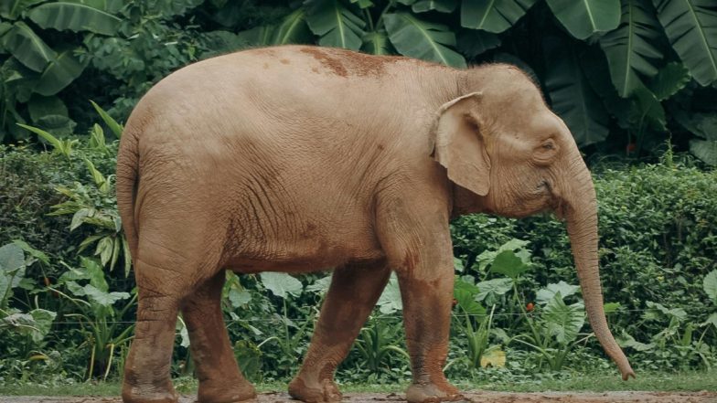 Assam: 2 Men Killed in Separate Wild Elephant Attacks in Nagaon&rsquo;s Samaguri; Villagers in Panic