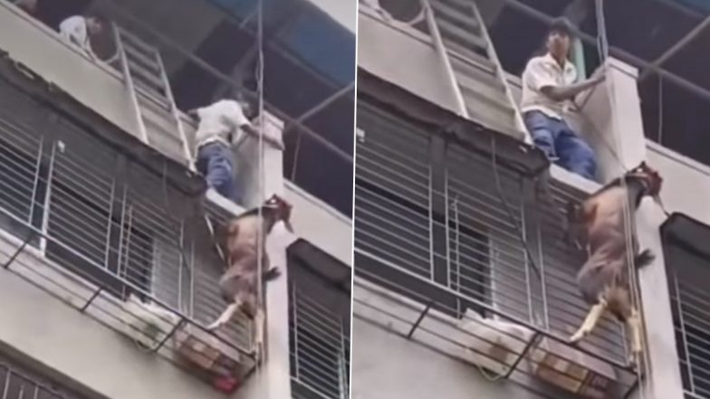 Viral Video From Thane Shows Goat Hanging From 4th Floor of Residential Building in Mumbra, Safely Rescued