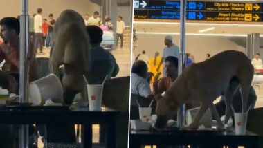 Hyderabad: Stray Dog Spotted Inside Rajiv Gandhi International Airport Passenger Lounge; Viral Video Sparks Outrage