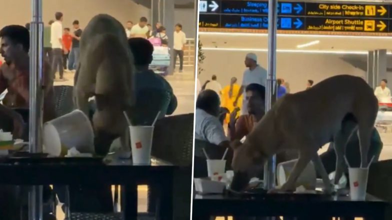 Hyderabad: Stray Dog Spotted Inside Rajiv Gandhi International Airport Passenger Lounge; Viral Video Sparks Outrage