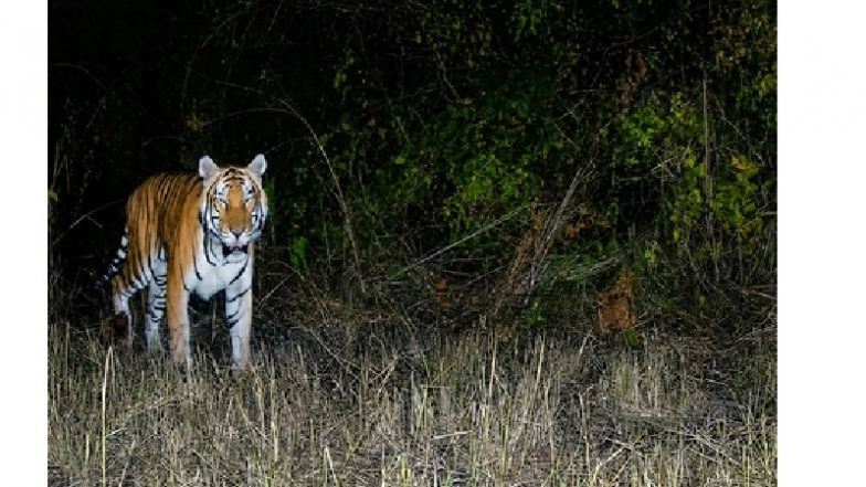 Royal Bengal Tiger Spotted in Arunachal Pradesh&rsquo;s D Ering Memorial Wildlife Sanctuary for 1st Time in Nearly 2 Decades