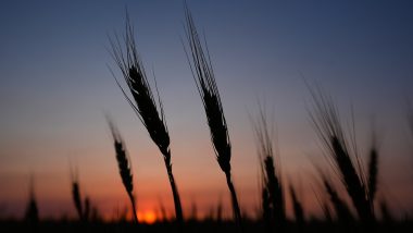 Kansas Wheat Crop Could Be Worst Since 1972 Because of Weather Extremes