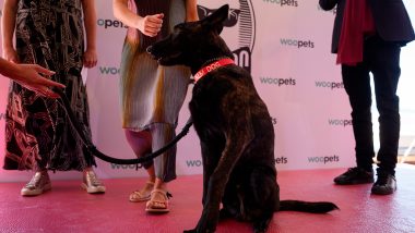 Cannes' Palm Dog Winner is 'La Perra'