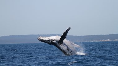 Humpback Whales Travel a Record 9,000 Miles Between Australia and Brazil