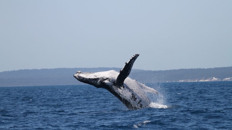 Humpback Whales Travel a Record 9,000 Miles Between Australia and Brazil