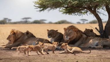 Gujarat: 8 Lion Cubs Die in Gir in Suspected Babesiosis Cases; No New Deaths in 48 Hours