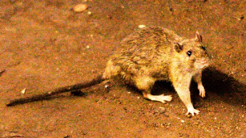 Hantavirus Outbreak: Deadly Infection on Atlantic Cruise Ship Leaves 3 Dead and Several Sickened as WHO Confirms Case, Evacuations Underway