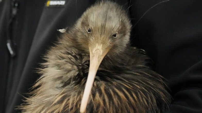 Flying Kiwis: Raucous Support Section for New Zealand at the World Cup