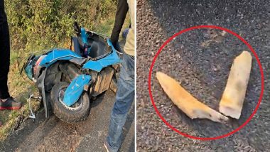 Khatima Road Accident: Elephant&rsquo;s Tusks Break After Collision With Scooty-Riding Teacher on Uttarakhand Highway (Watch Video)
