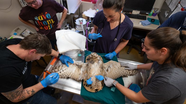 Owl Found Stuck in Concrete Mixer Flies Free with Replacement Feathers