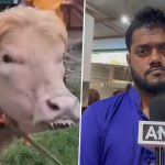 Viral ‘Donald Trump’ Albino Buffalo Sold on Live-Weight Basis at 550 Taka per Kg in Bangladesh Ahead of Eid al-Adha Festival (Watch Video)