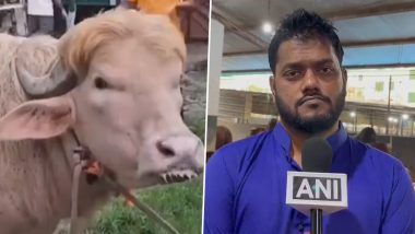 Viral &lsquo;Donald Trump&rsquo; Albino Buffalo Sold on Live-Weight Basis at 550 Taka per Kg in Bangladesh Ahead of Eid al-Adha Festival (Watch Video)