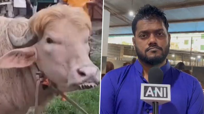 Viral &lsquo;Donald Trump&rsquo; Albino Buffalo Sold on Live-Weight Basis at 550 Taka per Kg in Bangladesh Ahead of Eid al-Adha Festival (Watch Video)