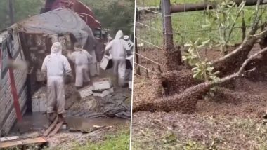 Texas Bee Swarm Viral Video: Millions of Bees Escape After Truck Carrying Hives Crashes Near Mauriceville in US