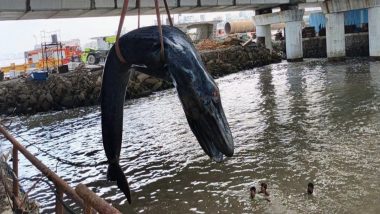 Mumbai: Whale Calf Washes Ashore at Bandra&rsquo;s Carter Road, Dies Despite Rescue Operation (Watch Video)