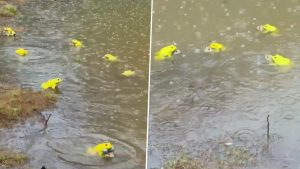 Why Indian Bullfrogs Turn Yellow During Mumbai’s Monsoon; Aarey Forest Witnesses Annual Breeding Ritual (Video)