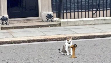 &lsquo;Accepted Keir Starmer&rsquo;s Resignation As My Chief Servant&rsquo;: Larry the Cat&rsquo;s Viral Post Steals Show As Andy Burnham Enters UK PM Race