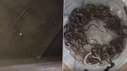 Snakes in Water Tank Viral Video: 27 Baby Snakes Rescued From House in Haridwar Village