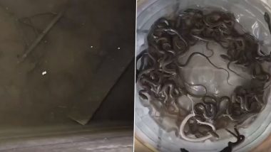 Snakes in Water Tank Viral Video: 27 Baby Snakes Rescued From House in Haridwar Village