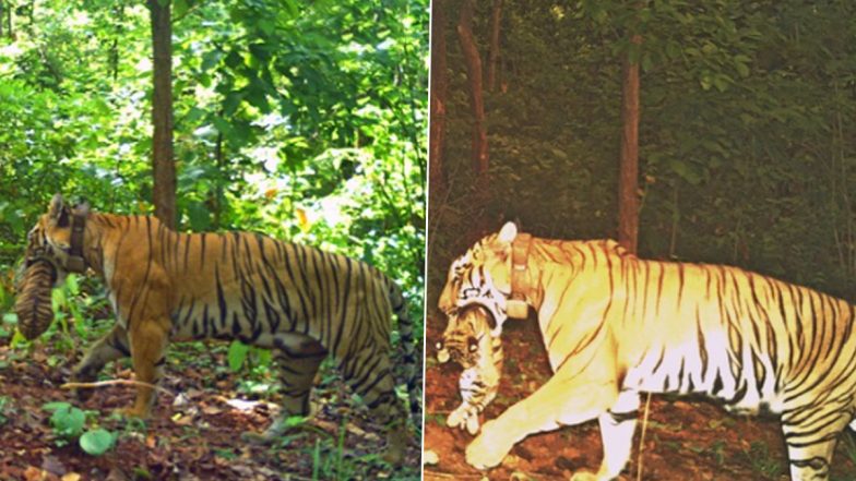 Tigress Zeenat Gives Birth to Four Cubs in Odisha's Similipal Tiger Reserve, Boosting Conservation Efforts (See Pics)