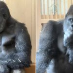 Kiyomasa Viral Video: Japan’s Viral Gorilla Wins Hearts Online With Human-Like Reaction After Fight With Mate
