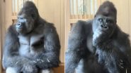 Kiyomasa Viral Video: Japan&rsquo;s Viral Gorilla Wins Hearts Online With Human-Like Reaction After Fight With Mate