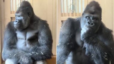 Kiyomasa Viral Video: Japan’s Viral Gorilla Wins Hearts Online With Human-Like Reaction After Fight With Mate