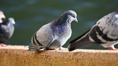 US Researchers Use Pigeons To Improve AI Cancer Detection