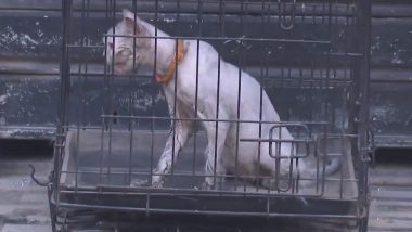 Lucknow Fire: Pet Shop Animals Saved As Blaze Claims Four Lives in Aliganj (Watch Video)